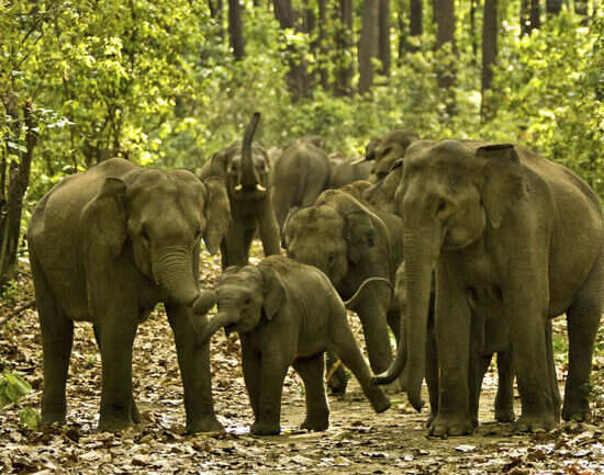 Ramnagar: a lot more than just a gateway to Jim Corbett National Park