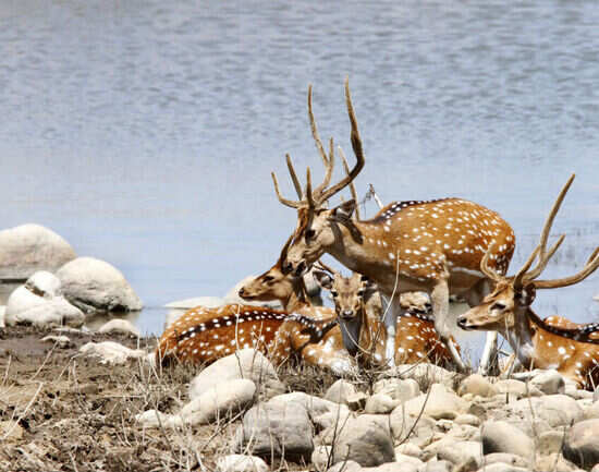 Jim Corbett National Park