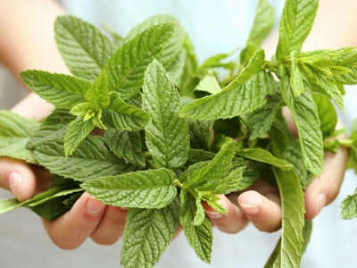 These mistakes are killing your herbs!