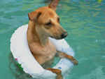 Barfi during the Pooch Pool Party