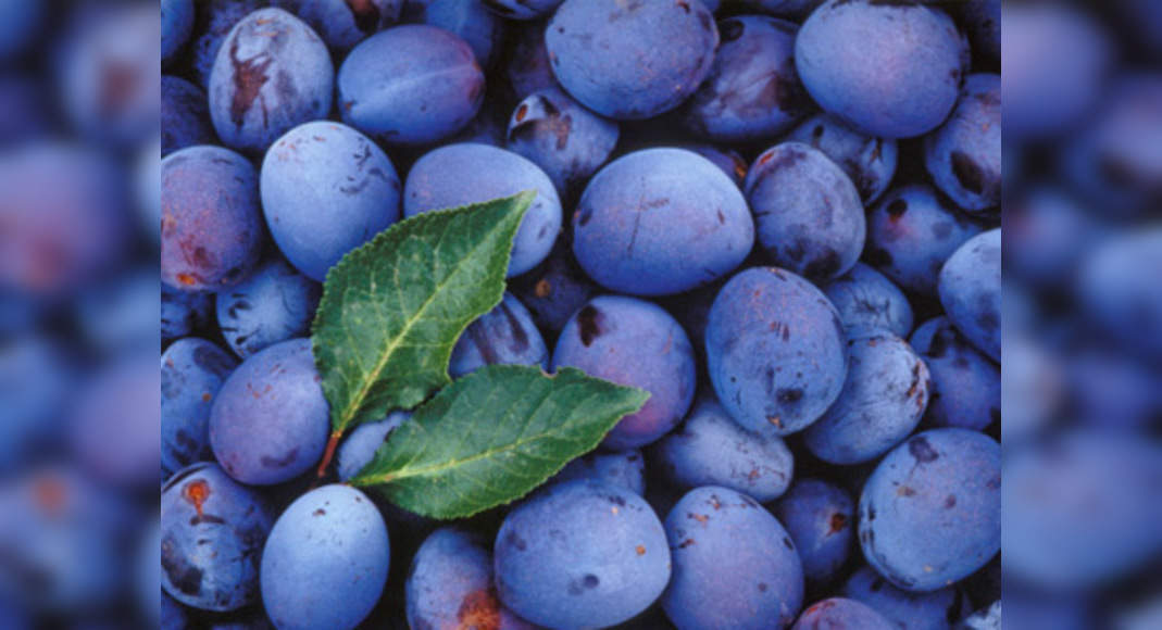 rainy-season-fruits-in-india