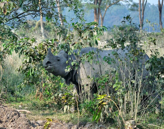 Jaldapara National Park