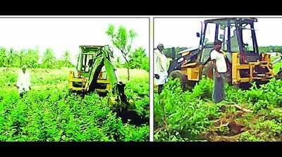 Mandya farmer destroys mulberry plants
