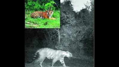 Camera trap confirms tiger’s presence