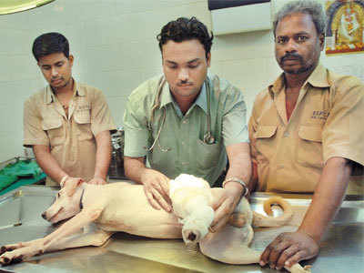 Vasant Kunj has the most animal abuse cases