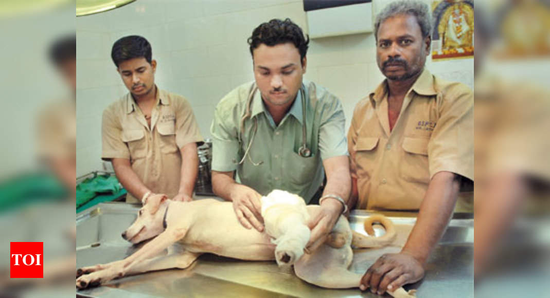 vasant-kunj-has-the-most-animal-abuse-cases-times-of-india