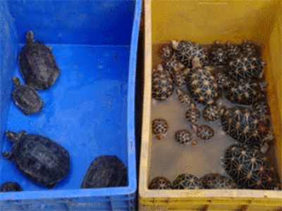Threatened tortoises & turtles rescued from Kolkata, two held