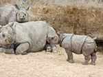 Indian Rhinoceros is also know has one-horned Rhinoceros