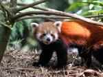 Red Panda is found in Sikkim, Assam and parts of Himalayas