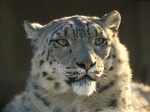 Snow Leopards are largely found in Central Asia