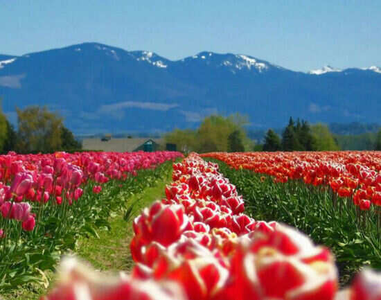 Skagit Valley tulip fields