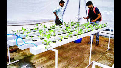 Sow seeds of low-cost food with 2 new alternative farming methods
