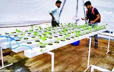 Sow seeds of low-cost food with 2 new alternative farming methods