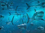 Sharks do not get cancer. Recent studies and literature reviews have found that while the incidence