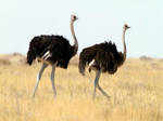 When it feels threatened, an ostrich doesn't stick its head in the sand.