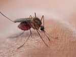 Malaria is caused by mosquitoes who are infected with parasitic protozoans