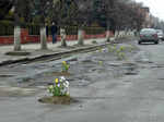 Activists in the Ukraine planted tulips