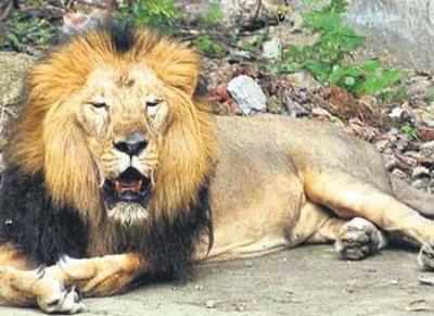 GPS-aided cameras to keep track of Gir lions