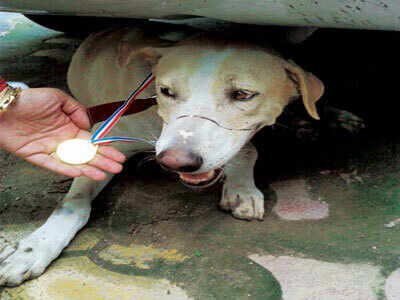 Stray dog risks life to thwart burglary - Times of India