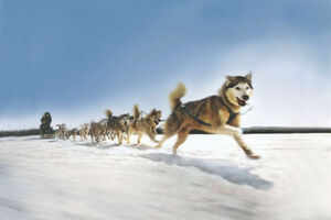 Dog Sledding in Alaska and Maine