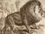Cape lions were the heaviest and second largest subspecies of lions