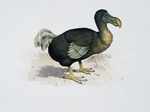 Dodo is a flightless bird that was largely found in Mauritius and Madagascar