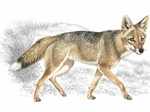 Falkland Islands wolf was also known as the as the Falkland Islands dog