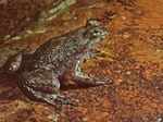 Gastric-brooding frog was also known as platypus frogs