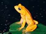 Golden toad was last seen in the year 1989