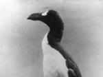 Great Auk was just another flightless bird like Dodo