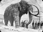 Mammoth was largely found in northern region
