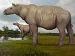 Paraceratherium was a hornless rhinoceros, who was largely found in Eurasi