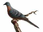 Passenger pigeon was also known as wild pigeon