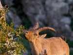 Pyrenean Ibex was known as bucardo in Spanish