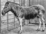 Quagga was a subspecies of plain zebra, which existed till nineteenth century