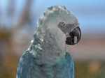 Spix's Macaw is also known as little blue macaw