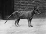 Tasmanian tiger was also known as Thylacine