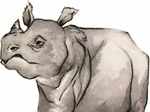Javan rhinoceros is also known as Sunda rhinoceros