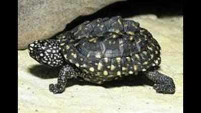 Exotic turtle found in Rajarhat waterbody