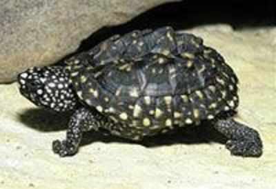 Exotic turtle found in Rajarhat waterbody | Kolkata News - Times of India