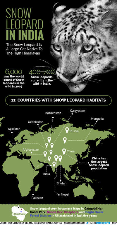 Snow leopard in India