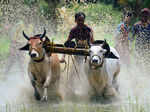 This photograph was clicked by Sanjib Das