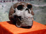 The fossil remains of Peking man—Homo erectus pekinensis