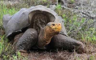 One arrested with 113 rare tortoises in UP