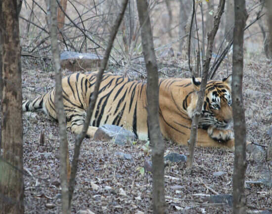 Rajaji National Park