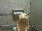 Potty-trained sheep figure kept on the toilet seat