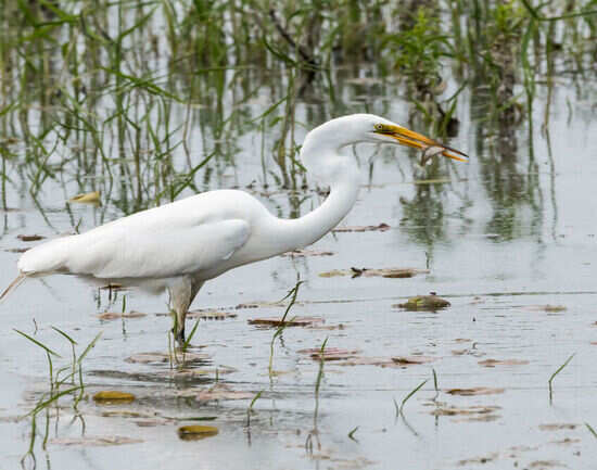 Chilika Lagoon