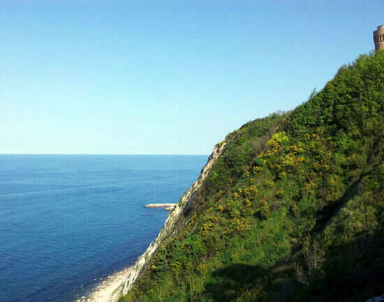 Visit an Olive Grove in Ancona