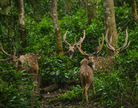 5 top things to be gained from living in the wild