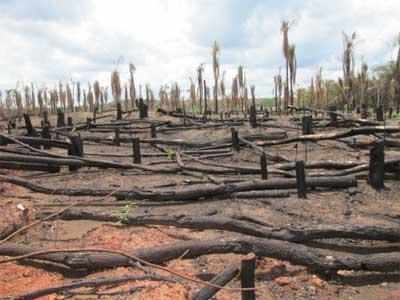 Illegal logging cuts down birds by 50%